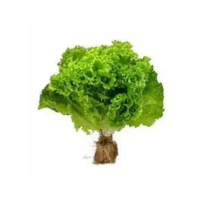 Lechuga hidropónica